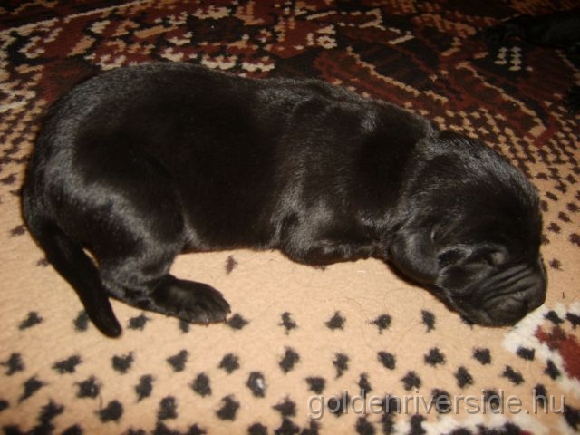 S6002734 kicsi.jpg - Labrador kiskutyk hrom naposan.